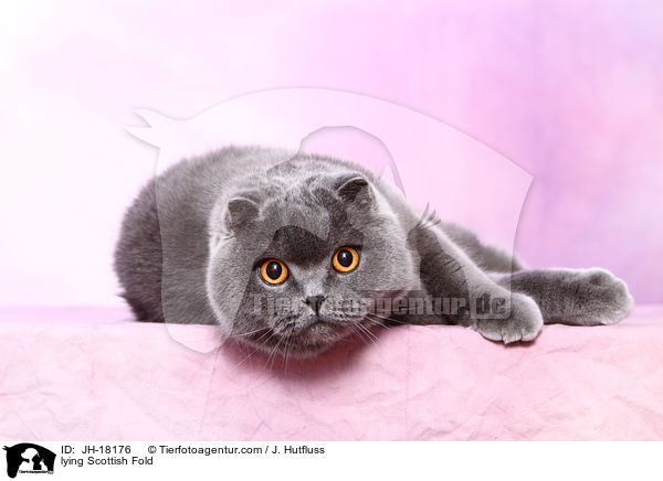 liegende Schottische Faltohrkatze / lying Scottish Fold / JH-18176