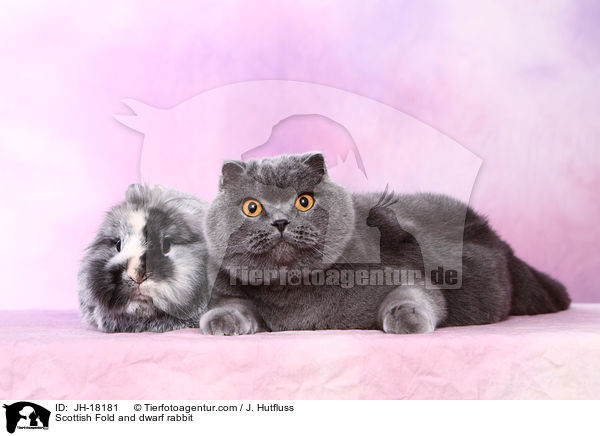 Schottische Faltohrkatze und Zwergkaninchen / Scottish Fold and dwarf rabbit / JH-18181