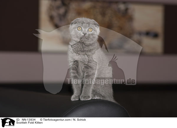 Schottische Faltohrkatze Ktzchen / Scottish Fold Kitten / NN-13934