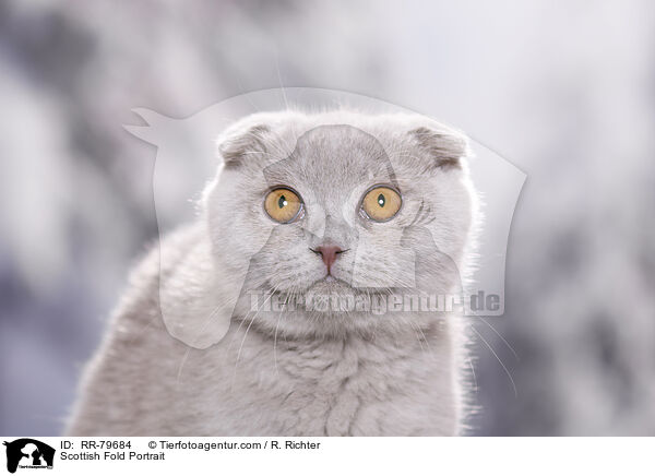 Scottish Fold Portrait / Scottish Fold Portrait / RR-79684