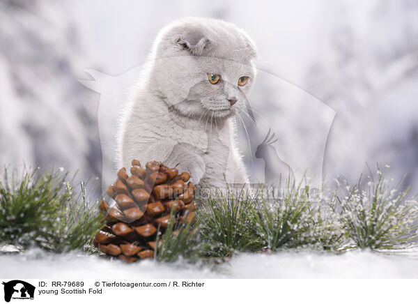 junge Schottisch Faltohr / young Scottish Fold / RR-79689