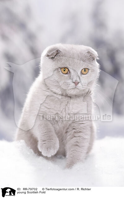 junge Schottisch Faltohr / young Scottish Fold / RR-79702