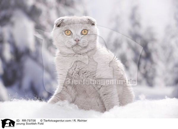 junge Schottisch Faltohr / young Scottish Fold / RR-79706