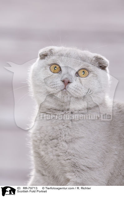 Scottish Fold Portrait / Scottish Fold Portrait / RR-79713