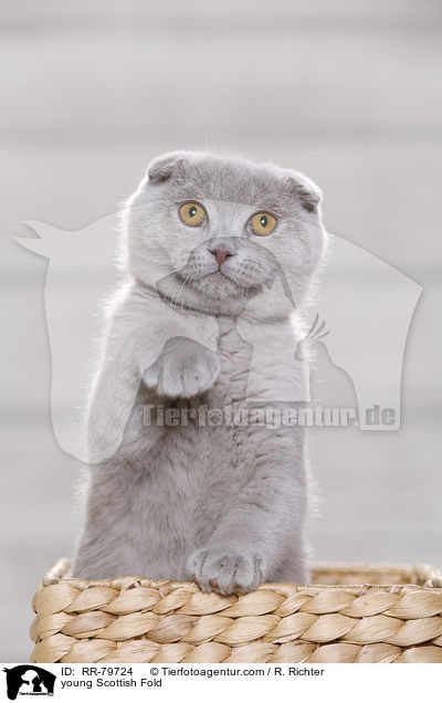 junge Schottisch Faltohr / young Scottish Fold / RR-79724