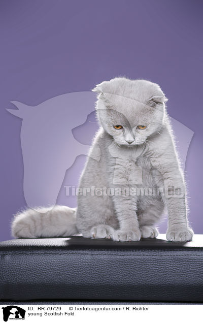 junge Schottisch Faltohr / young Scottish Fold / RR-79729