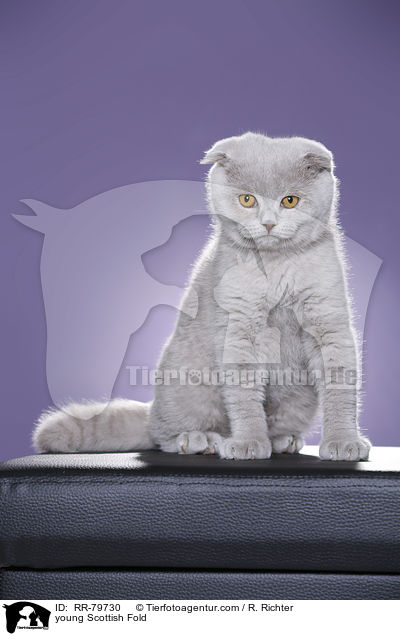 junge Schottisch Faltohr / young Scottish Fold / RR-79730