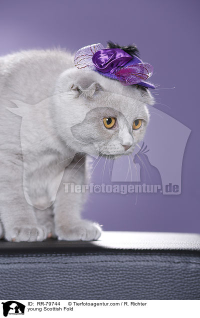 junge Schottisch Faltohr / young Scottish Fold / RR-79744