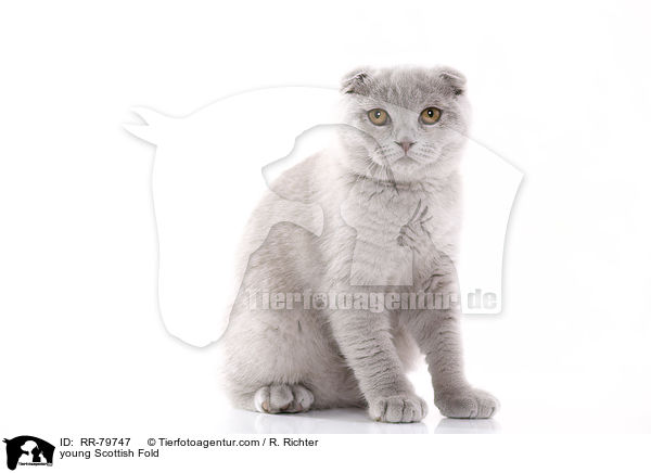 junge Schottisch Faltohr / young Scottish Fold / RR-79747