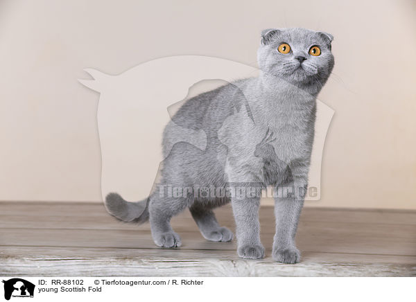 junge Schottische Faltohrkatze / young Scottish Fold / RR-88102