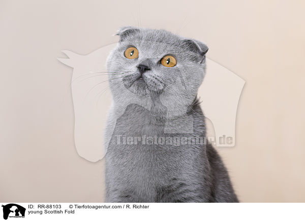 junge Schottische Faltohrkatze / young Scottish Fold / RR-88103