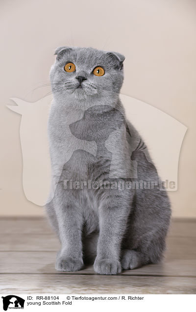 junge Schottische Faltohrkatze / young Scottish Fold / RR-88104