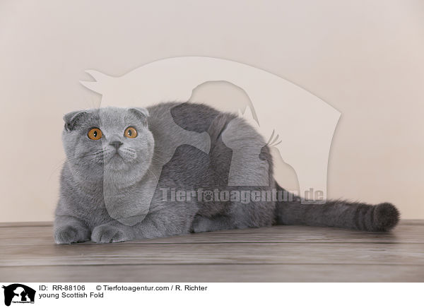 junge Schottische Faltohrkatze / young Scottish Fold / RR-88106