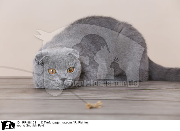 junge Schottische Faltohrkatze / young Scottish Fold / RR-88108