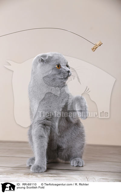 junge Schottische Faltohrkatze / young Scottish Fold / RR-88110