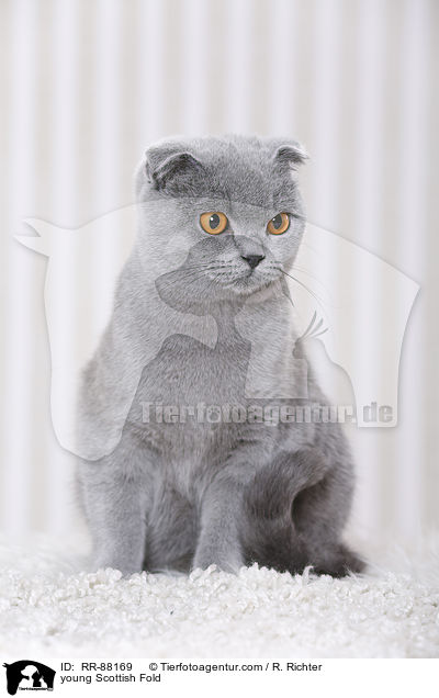 junge Schottische Faltohrkatze / young Scottish Fold / RR-88169