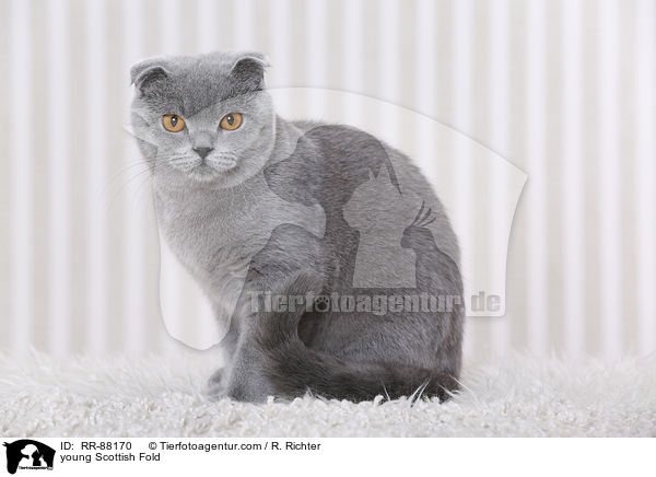 junge Schottische Faltohrkatze / young Scottish Fold / RR-88170