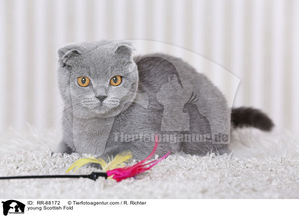 junge Schottische Faltohrkatze / young Scottish Fold / RR-88172