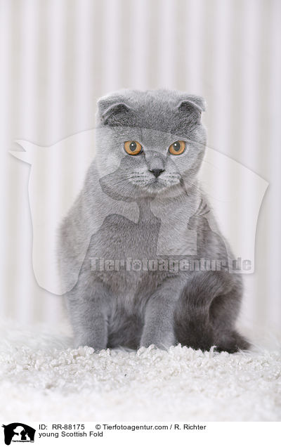 junge Schottische Faltohrkatze / young Scottish Fold / RR-88175