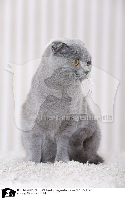 junge Schottische Faltohrkatze / young Scottish Fold / RR-88176