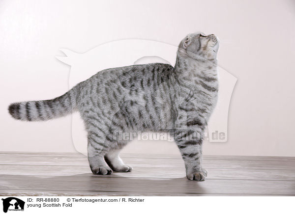 junge Scottish Fold / young Scottish Fold / RR-88880