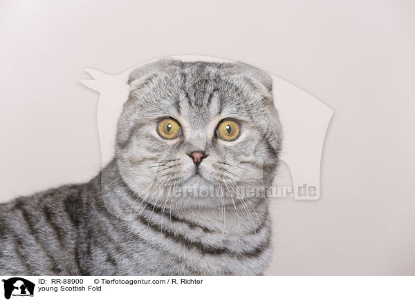 junge Scottish Fold / young Scottish Fold / RR-88900