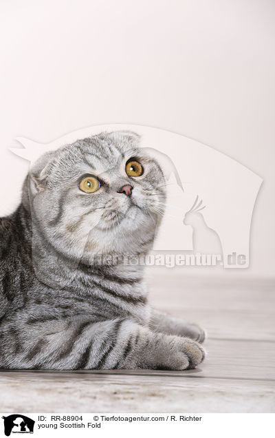 junge Scottish Fold / young Scottish Fold / RR-88904