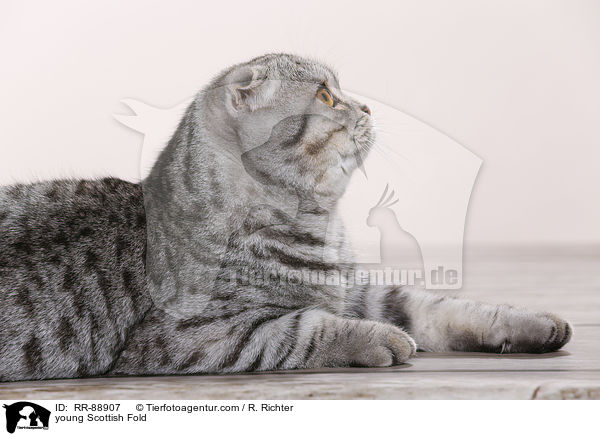 junge Scottish Fold / young Scottish Fold / RR-88907