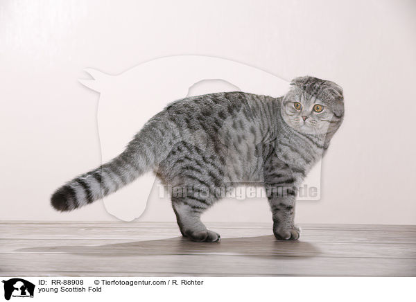 junge Scottish Fold / young Scottish Fold / RR-88908