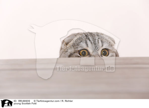 young Scottish Fold / RR-88909