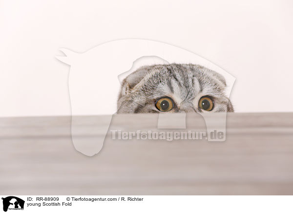 junge Scottish Fold / young Scottish Fold / RR-88909