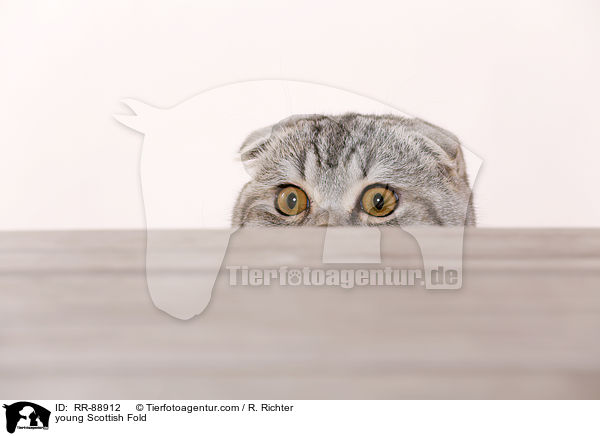 young Scottish Fold / RR-88912