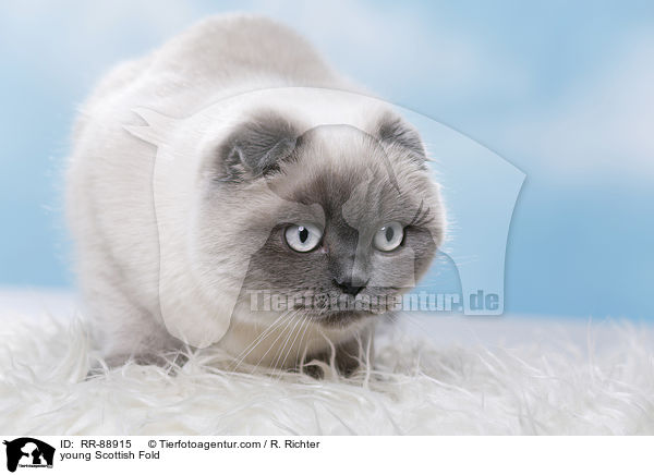 junge Scottish Fold / young Scottish Fold / RR-88915