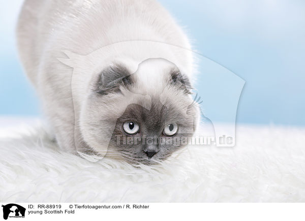 young Scottish Fold / RR-88919