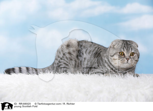 young Scottish Fold / RR-88920