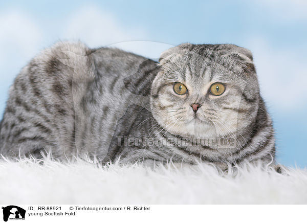 young Scottish Fold / RR-88921