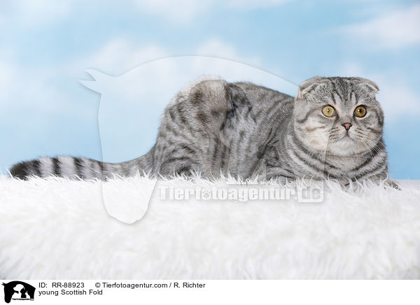 junge Scottish Fold / young Scottish Fold / RR-88923