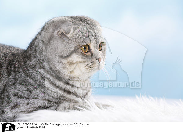 young Scottish Fold / RR-88924