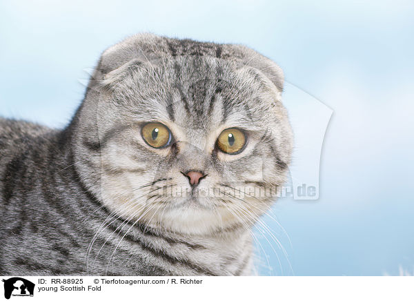 young Scottish Fold / RR-88925