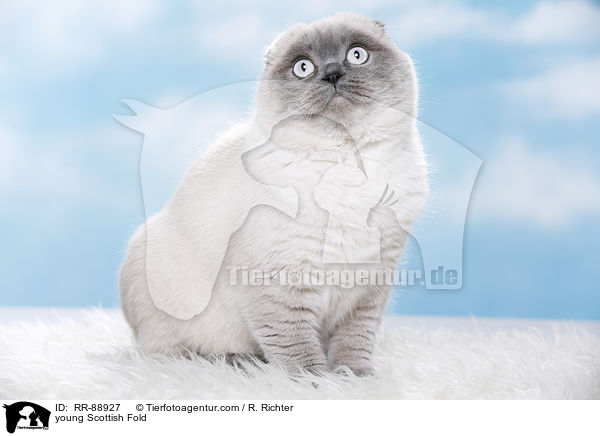 young Scottish Fold / RR-88927