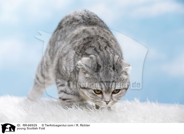 young Scottish Fold / RR-88929