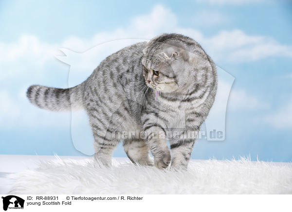 young Scottish Fold / RR-88931
