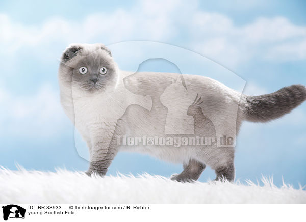 junge Scottish Fold / young Scottish Fold / RR-88933