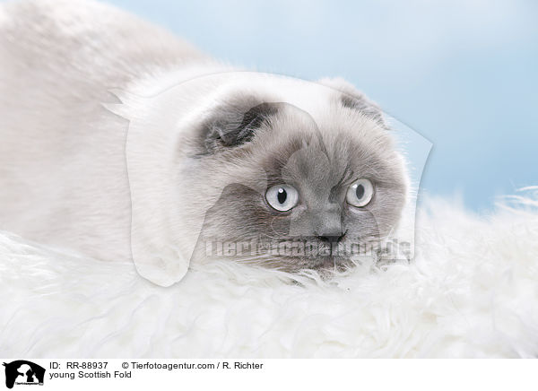 young Scottish Fold / RR-88937