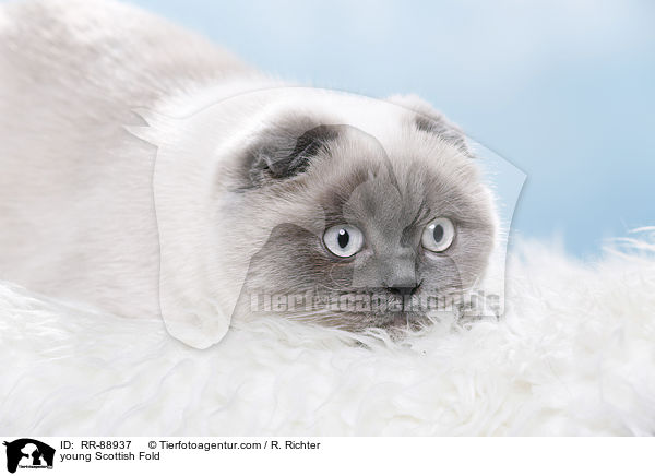 junge Scottish Fold / young Scottish Fold / RR-88937