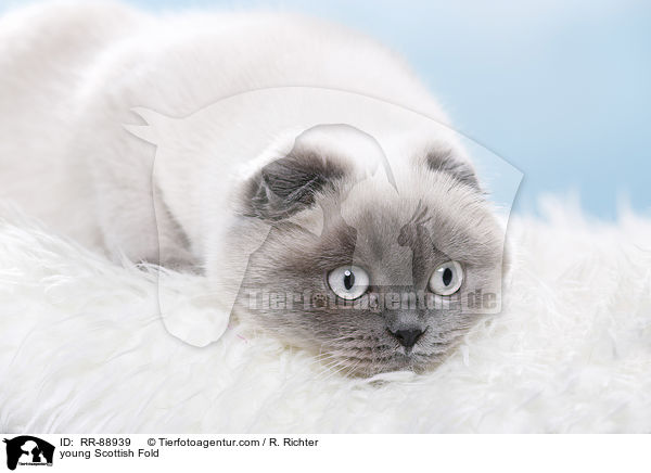 junge Scottish Fold / young Scottish Fold / RR-88939