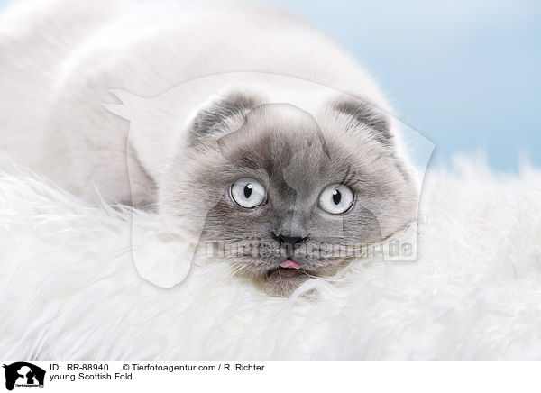 junge Scottish Fold / young Scottish Fold / RR-88940