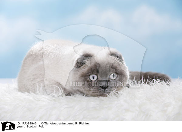 junge Scottish Fold / young Scottish Fold / RR-88943