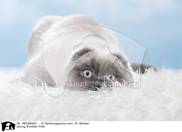 junge Scottish Fold / young Scottish Fold / RR-88944