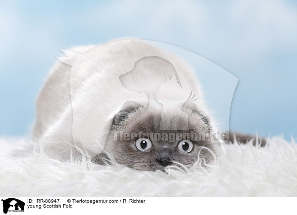 junge Scottish Fold / young Scottish Fold / RR-88947